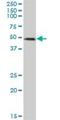 RUN And FYVE Domain Containing 3 antibody, H00022902-B01P, Novus Biologicals, Western Blot image 