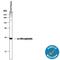 Alpha-1-Microglobulin/Bikunin Precursor antibody, MAB7720, R&D Systems, Western Blot image 