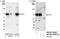 Factor Interacting With PAPOLA And CPSF1 antibody, NB100-74588, Novus Biologicals, Western Blot image 