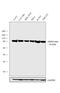 Heat Shock Protein 90 Alpha Family Class B Member 1 antibody, MA1-10373, Invitrogen Antibodies, Western Blot image 