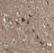 Protocadherin Gamma Subfamily A, 1 antibody, NBP2-54658, Novus Biologicals, Immunohistochemistry paraffin image 