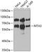 Metastasis Associated 1 Family Member 3 antibody, 22-386, ProSci, Western Blot image 