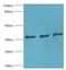 DNA Fragmentation Factor Subunit Alpha antibody, LS-C375596, Lifespan Biosciences, Western Blot image 