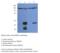 Transmembrane 6 Superfamily Member 1 antibody, MBS540831, MyBioSource, Western Blot image 