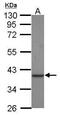 Creatine Kinase, Mitochondrial 1B antibody, GTX119474, GeneTex, Western Blot image 
