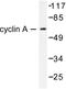 Cyclin A  antibody, LS-C175983, Lifespan Biosciences, Western Blot image 