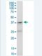 Platelet Activating Factor Receptor antibody, H00005724-B01P-50ug, Novus Biologicals, Western Blot image 