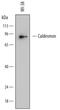 Caldesmon 1 antibody, MAB7569, R&D Systems, Western Blot image 