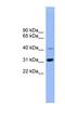 IQ Motif Containing D antibody, NBP1-56941, Novus Biologicals, Western Blot image 