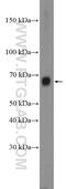 TRAF3 Interacting Protein 2 antibody, 26692-1-AP, Proteintech Group, Western Blot image 