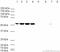 Tubulin antibody, ab6046, Abcam, Western Blot image 