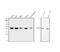 Heterogeneous Nuclear Ribonucleoprotein D antibody, M09982, Boster Biological Technology, Western Blot image 