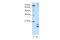 MAF BZIP Transcription Factor F antibody, PA5-41538, Invitrogen Antibodies, Western Blot image 