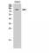 Salt Inducible Kinase 1 antibody, LS-C386069, Lifespan Biosciences, Western Blot image 