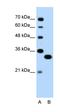 Transcription Factor EC antibody, orb329650, Biorbyt, Western Blot image 