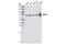 mtHSP70 antibody, 3593S, Cell Signaling Technology, Western Blot image 