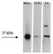 Heat Shock Protein Family B (Small) Member 1 antibody, AHO1132, Invitrogen Antibodies, Western Blot image 