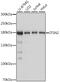 Intersectin 2 antibody, 16-642, ProSci, Western Blot image 