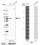 Guanylate Binding Protein Family Member 6 antibody, PA5-55682, Invitrogen Antibodies, Western Blot image 