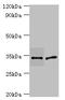 Plasminogen Activator, Urokinase antibody, A53710-100, Epigentek, Western Blot image 