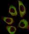 Cysteine And Serine Rich Nuclear Protein 2 antibody, abx027412, Abbexa, Western Blot image 