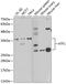 Activating Transcription Factor 1 antibody, 19-859, ProSci, Western Blot image 