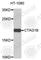 Cancer/Testis Antigen 1B antibody, A9810, ABclonal Technology, Western Blot image 