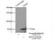 Kinesin Family Member 22 antibody, 13403-1-AP, Proteintech Group, Immunoprecipitation image 