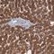 Acyl-CoA Thioesterase 4 antibody, NBP1-83539, Novus Biologicals, Immunohistochemistry frozen image 