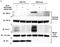 Aryl Hydrocarbon Receptor Nuclear Translocator antibody, NB100-124, Novus Biologicals, Western Blot image 