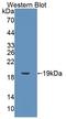 Immunophilin FKBP13 antibody, LS-C374495, Lifespan Biosciences, Western Blot image 