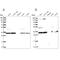 WD repeat-containing protein 61 antibody, PA5-58996, Invitrogen Antibodies, Western Blot image 