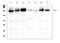 CD49c antibody, A02902, Boster Biological Technology, Western Blot image 