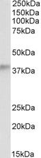 Alcohol Dehydrogenase 5 (Class III), Chi Polypeptide antibody, LS-C54451, Lifespan Biosciences, Western Blot image 