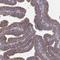 Arylsulfatase D antibody, NBP1-87486, Novus Biologicals, Immunohistochemistry paraffin image 