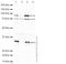 Axin 2 antibody, ab32197, Abcam, Western Blot image 