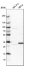 Pirin antibody, PA5-51441, Invitrogen Antibodies, Western Blot image 