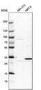 Pirin antibody, PA5-51441, Invitrogen Antibodies, Western Blot image 