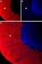 Potassium Voltage-Gated Channel Modifier Subfamily S Member 3 antibody, GTX16709, GeneTex, Western Blot image 
