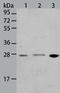 BCL2 Interacting Protein 1 antibody, TA321304, Origene, Western Blot image 