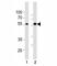 SMAD Family Member 6 antibody, F49135-0.4ML, NSJ Bioreagents, Flow Cytometry image 