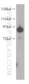 SUMO-activating enzyme subunit 2 antibody, 15347-1-AP, Proteintech Group, Western Blot image 
