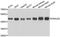 DnaJ Heat Shock Protein Family (Hsp40) Member A2 antibody, A08918, Boster Biological Technology, Western Blot image 