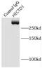 E3 ubiquitin-protein ligase HECTD1 antibody, FNab03818, FineTest, Immunoprecipitation image 