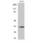 Ribosomal Protein S3 antibody, LS-C385912, Lifespan Biosciences, Western Blot image 