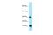 CDGSH iron-sulfur domain-containing protein 1 antibody, PA5-45724, Invitrogen Antibodies, Western Blot image 