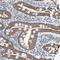 GrpE Like 2, Mitochondrial antibody, NBP1-84174, Novus Biologicals, Immunohistochemistry frozen image 