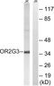 Olfactory Receptor Family 2 Subfamily G Member 3 antibody, A16877, Boster Biological Technology, Western Blot image 