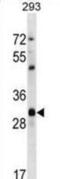 Cyclin Dependent Kinase 1 antibody, abx028633, Abbexa, Western Blot image 