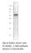 Sestrin 2 antibody, SESN-201AP, FabGennix, Western Blot image 